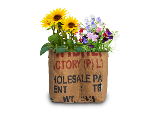 Baza Duo-Tuintje FlowerDuo - Zonnebloem Lathyrus