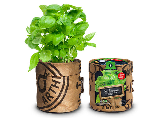 Baza Kitchengarden Bio Basilicum