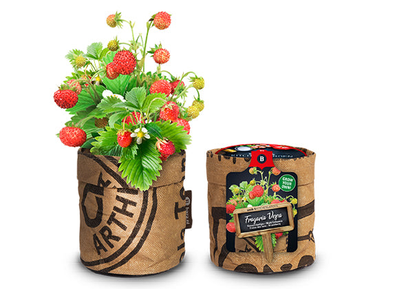 Baza Kitchengarden Bio Bosaardbei