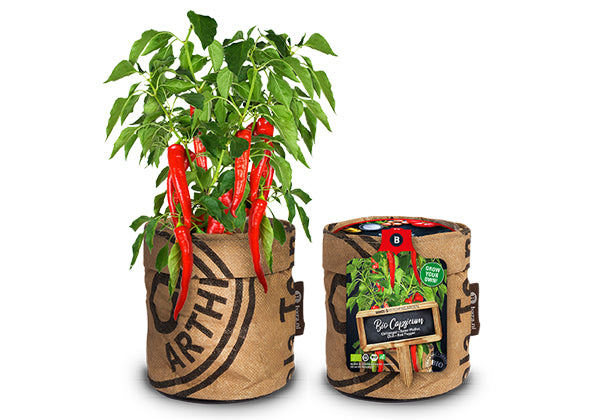 Baza Kitchengarden Bio Chilipeper