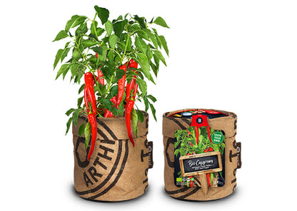 Baza Kitchengarden Bio Chilipeper