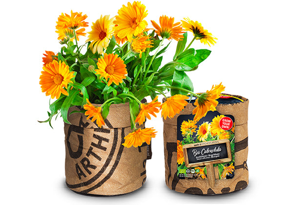 Baza Kitchengarden Bio Goudsbloem