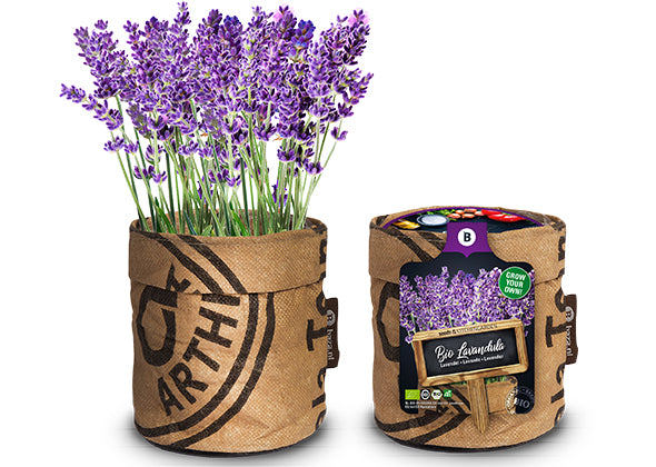 Baza Kitchengarden Bio Lavendel