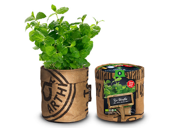 Baza Kitchengarden Bio Munt