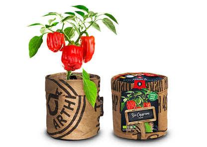 Baza Kitchengarden Bio Paprika