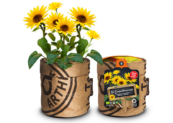Baza Kitchengarden Bio Zonnebloem