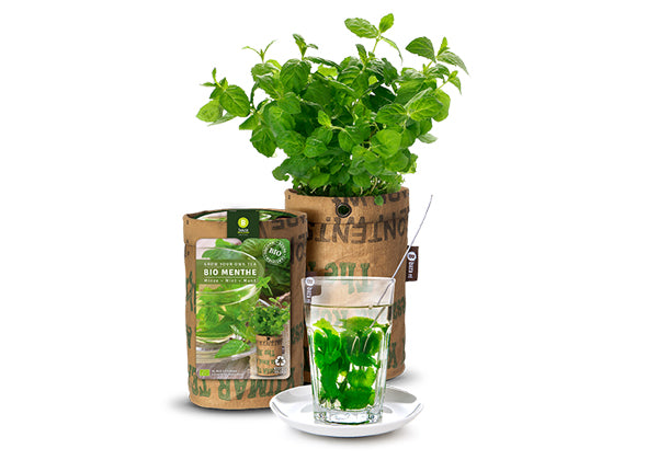 Baza Teagarden Bio Munt