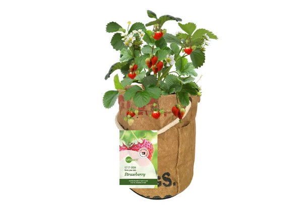 SuperWaste Kweektuintje Veggie en Fruittie Aardbei