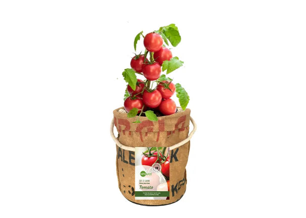 SuperWaste Kweektuintje Veggie en Fruittie Tomaat