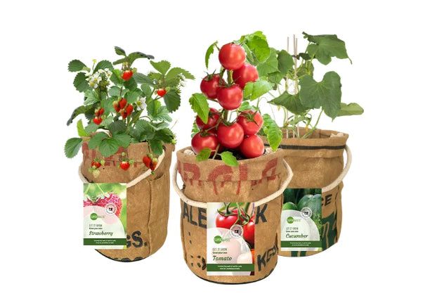SuperWaste Kweektuintje Veggie en Fruittie